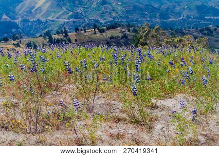 Field Of Lupinus Mutabilis, Species Of Lupin Grown In The Andes, Mainly For Its Edible Bean. Near Qu
