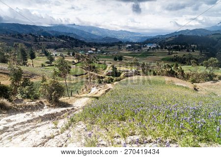 Mountains And Field Of Lupinus Mutabilis, Species Of Lupin Grown In The Andes, Mainly For Its Edible