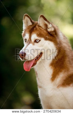 Siberian Chocolate Husky Dog Looks Ahead. Bright Green Trees And Grass Are On The Background.