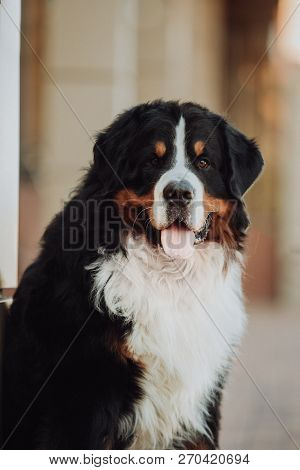 Amaizing Portrait Beautiful Serious Bernese Mountain Dog