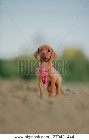 Portrait Of Cute Puppy Hungarian Pointing Dog, Vizsla Stay On Sand. Field On Background