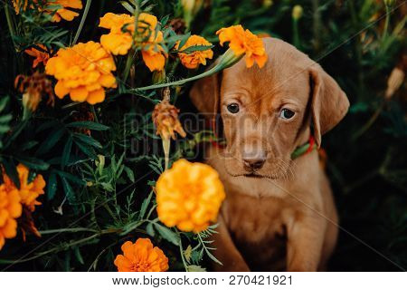 Portrait Of Cute Puppy Hungarian Pointing Dog, Vizsla Stay On Grass In Flowers