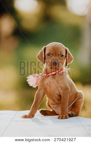 Portrait Of Cute Puppy Hungarian Pointing Dog, Vizsla Stay On White Table. Brown Green Background