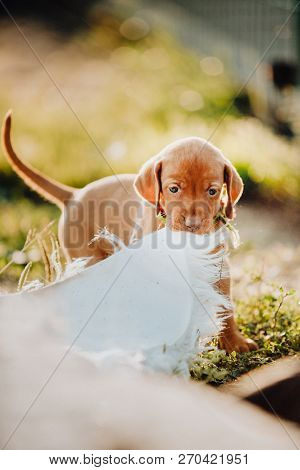 Portrait Of Cute Puppy Hungarian Pointing Dog, Vizsla Stay On Grass Eat Fabric. Grass On Background