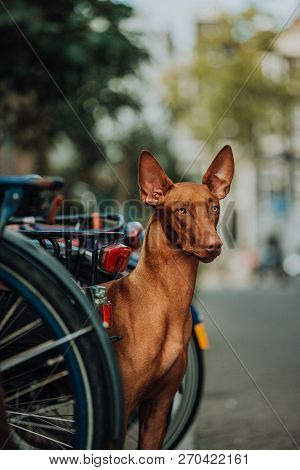 Pharaoh Hound Dog Sit .old Town And Bicycle On Background