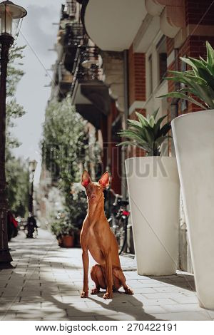 Pharaoh Hound Dog Sit On Road. Old Town On Background