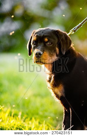 Rottweiler Dog Sit On Grass In Sunshine. Grass And Trees On Background