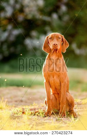 Hungarian Pointing Dog, Vizsla Sit On Grass. White Trees On Background