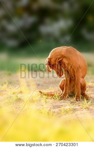Hungarian Pointing Dog, Vizsla Sit On Grass Look Down. White Trees On Background