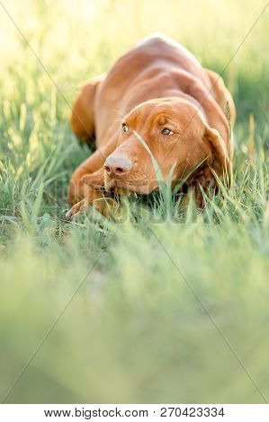 Hungarian Pointing Dog, Vizsla Sit Lay On Grass Look Ahead. Green On Background
