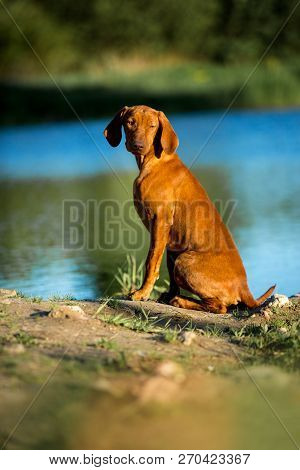 Hungarian Pointing Dog, Vizsla Sit On Grass Look Ahead. River On Background