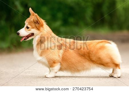 Happy Welsh Corgi Dog Stay On Road. Green Aley On Background