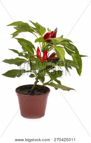 Shrub Decorative Pepper Kapsicum On A White Background