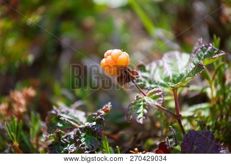 Cloudberriy Berry On A Branch Close Up