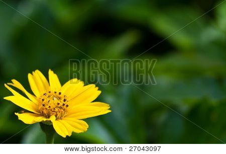 En smuk gul blomst