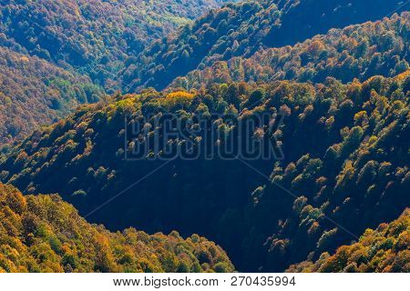 Scenic Landscape With Trees In Mountain Forest In Autumn.