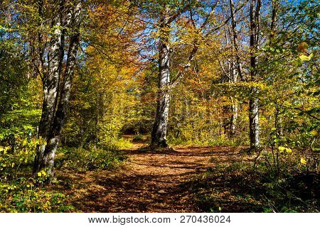 Scenic Landscape With Trees In Mountain Forest In Autumn.