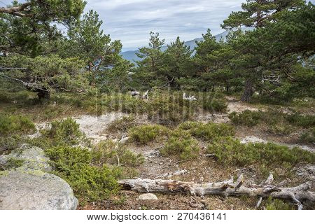 Scots Pine Forest And Padded Brushwood (cytisus Oromediterraneus And Juniperus Communis) In Siete Pi