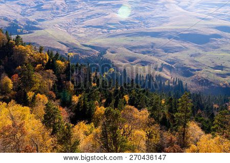 Scenic Landscape With Trees In Mountain Forest In Autumn.