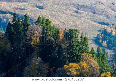 Scenic Landscape With Trees In Mountain Forest In Autumn.