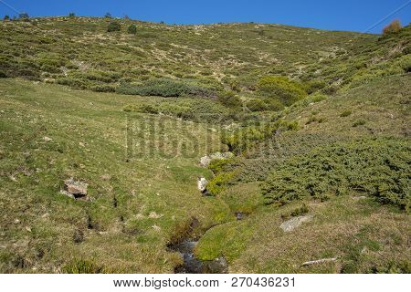 Padded Brushwood (cytisus Oromediterraneus And Juniperus Communis) Next To The Hornillo Stream, In G