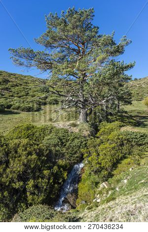 Padded Brushwood (cytisus Oromediterraneus And Juniperus Communis) And Scots Pine Tree (pinus Sylves