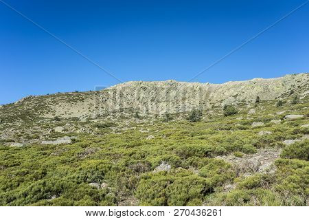 Padded Brushwood (cytisus Oromediterraneus And Juniperus Communis) Next To The Pico Del Nevero (snow