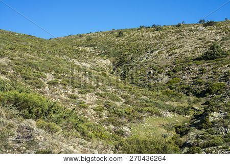 Padded Brushwood (cytisus Oromediterraneus And Juniperus Communis) Near Hornillo Stream, In Guadarra