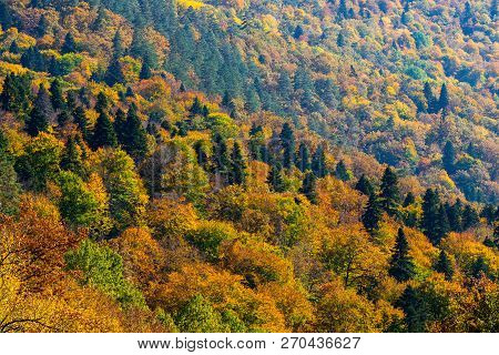 Scenic Landscape With Trees In Mountain Forest In Autumn.