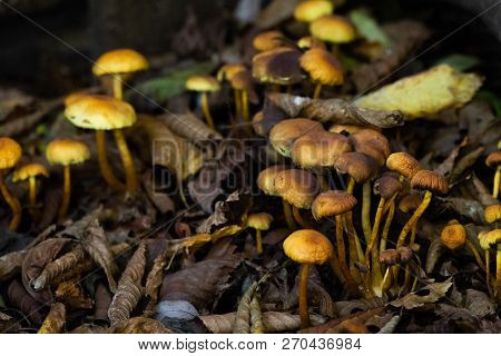 Many Dangerous Inedible Mushrooms In A Dark Forest. Poisonous Mushrooms, Hazardous To Health.