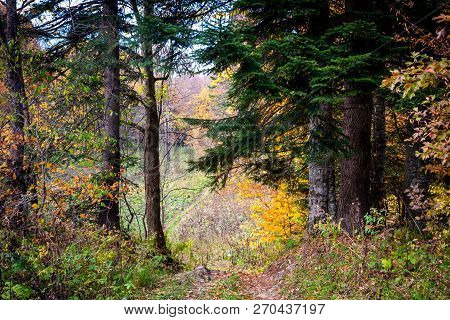 Scenic Landscape With Trees In Mountain Forest In Autumn.