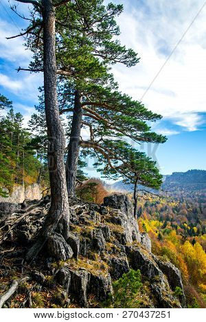 Scenic Landscape With Trees In Mountain Forest In Autumn.