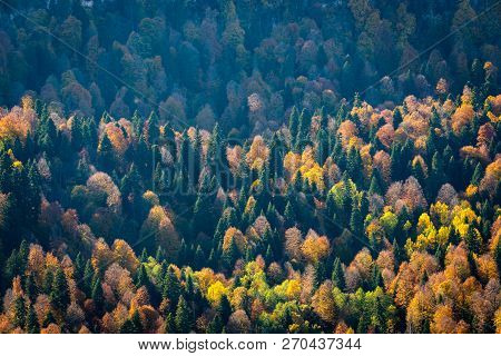 Scenic Landscape With Trees In Mountain Forest In Autumn.