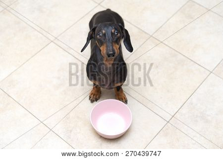 Top View Of A Funny Dog Breed Dachshund, Black And Tan, Looks At His Owner With Patience Waiting For