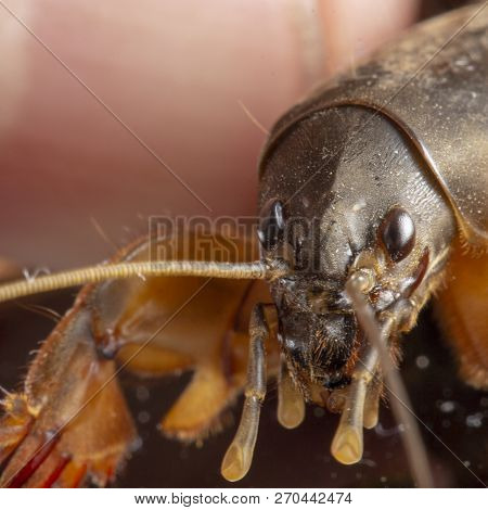 Gryllotalpa Gryllotalpa Mole Cricket In Human Hand