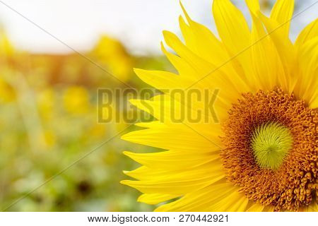 Closeup And Clop Big Sun Flower On Blurry And Sun Flare With Sky Background.