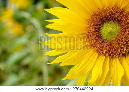 Closeup And Clop Big Sunflower On Blurry Background