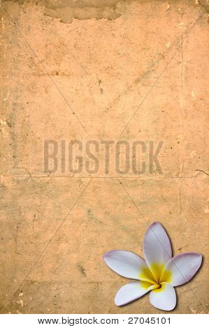 Gyönyörű fehér virág (leelawadee) grunge vintage régi papír