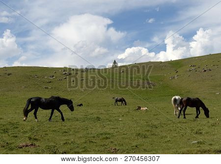 Horses In The Mountains Of Altai. Western Siberia. Russia