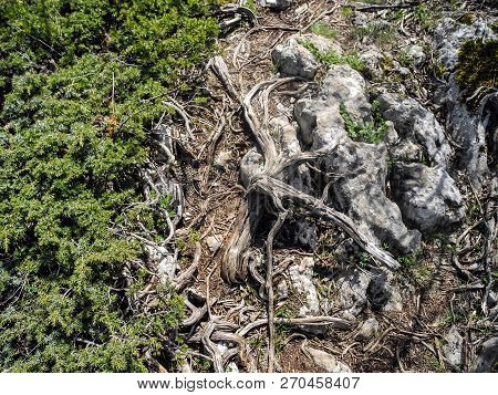 Freakish Wriggling Root On Quaint Stone. Green Coniferous Bush Near The Trail
