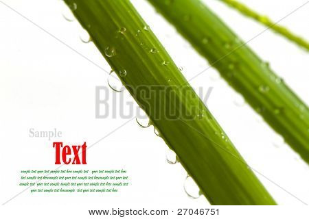 Gouttes d'eau sur les feuilles de bambou isolés sur fond blanc.