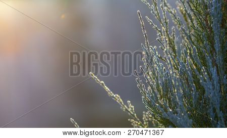 Green Branches Of The Tuya In The Snow