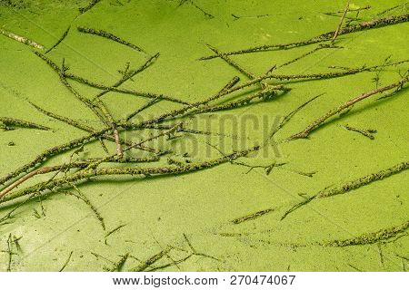 Lemna Minor In The River. Common Duckweed And Branches On The Standing Water. Green Little Ditch, Na