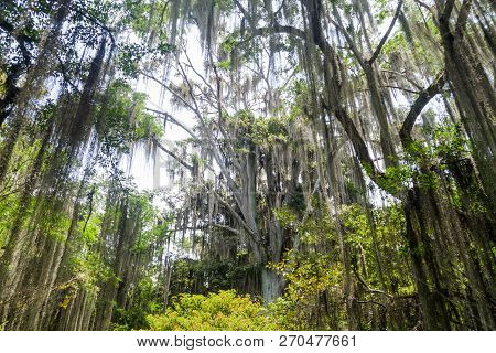 Trees Covered By Spanish Moss Tillandsia Usneoides Callled Also Barba De Viejo Old Mans Beard In El 