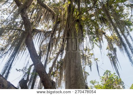 Trees Covered By Spanish Moss Tillandsia Usneoides Callled Also Barba De Viejo Old Mans Beard In El 