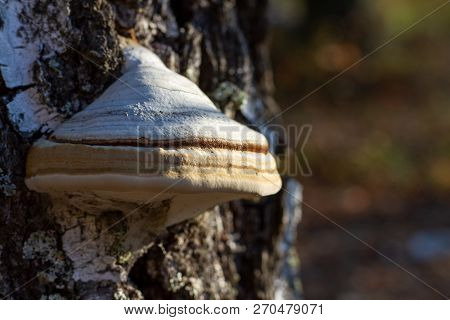 Chaga Mushroom Growths On The Bark Of A Fallen Tree In The Forest. Natural Curative Mushroom Chaga F
