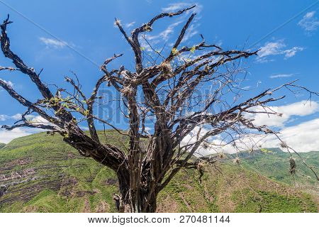 Dead Tree In Chicamocha River Canyon In Colombia