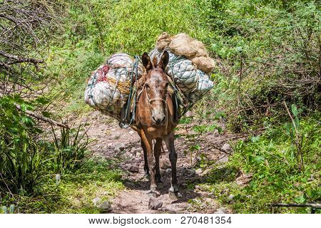 Mule On A Path In Chicamocha River Canyon In Colombia