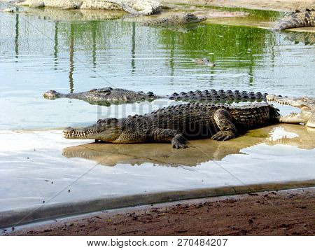 Crocodiles About Water. Crocodile (lat Crocodilia.) -  Large Wild Animal.