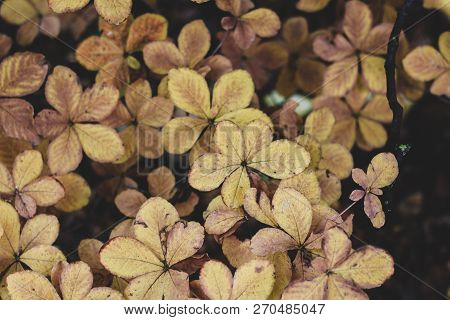 Atmospheric Autumn Image With Chestnut Tree Leaves. Pale Orange And Yellow Aesculus Hippocastanum Gr